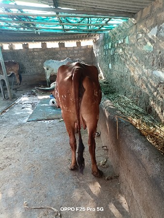 પેલું વેતર ગાય વેચવાની છે.