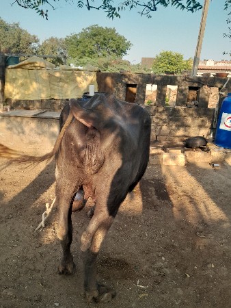 थंबनेल 2