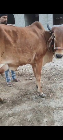 2 હોડકી ગાય વેશવાની છે