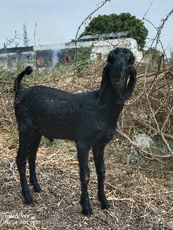 થંબનેલ 3