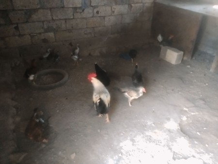 થંબનેલ 3