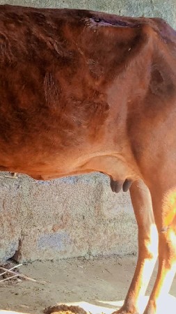 ગાયવેસવાનીસેવીયાણેલ