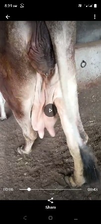 ઞાય વેશવાની છે