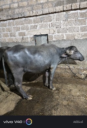 પેલા વેતરી ખળેલી વેચવાની છે.