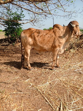 એક વાવણી વાવેલા છે