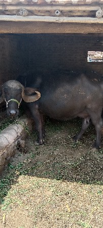 ભેંસ વેચવાની છે