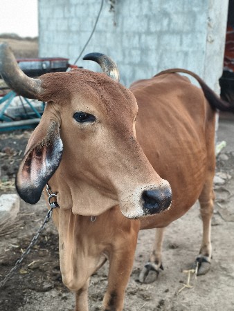 દેશી ગાય વેચવાની છે