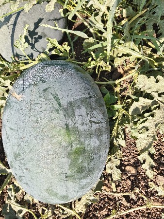 થંબનેલ 3