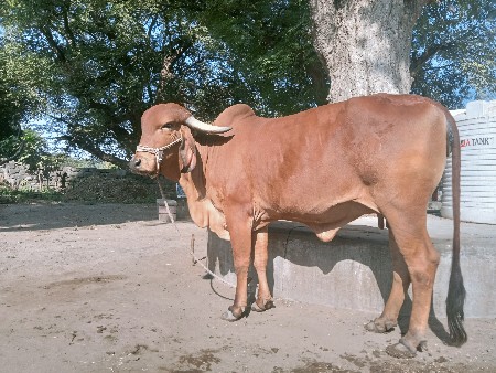 ગીર ગાય વેચવાની છે