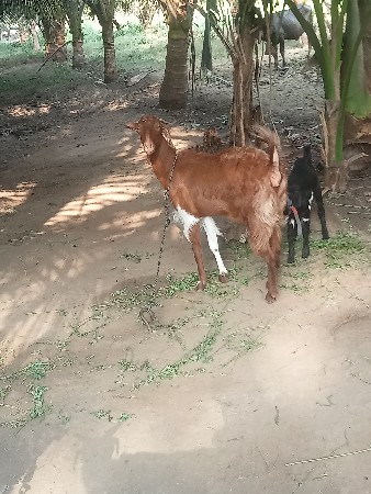 બકરી વેચવાની છે