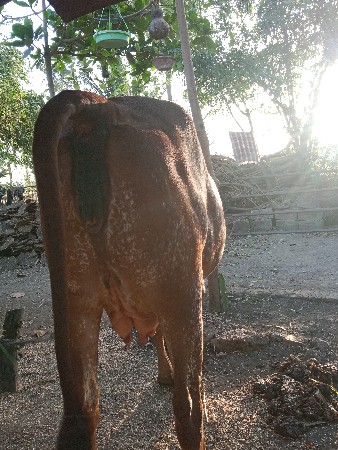 વેસવાની છે