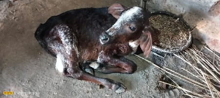 થંબનેલ 3