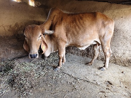 थंबनेल 3