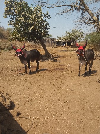 थंबनेल 2