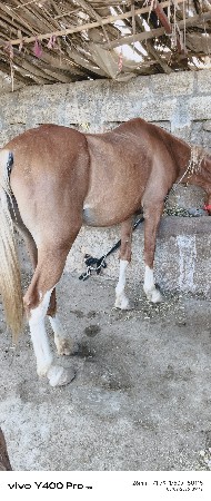 વેચવાની છે સાટુ કરવાનું છે