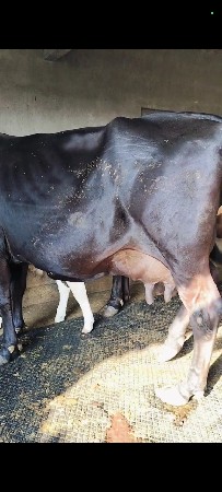 થંબનેલ 2