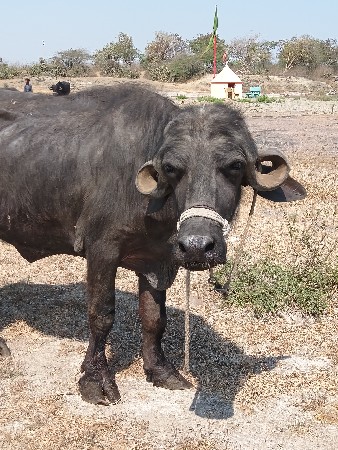 ખડેલું વેચવાનું છે