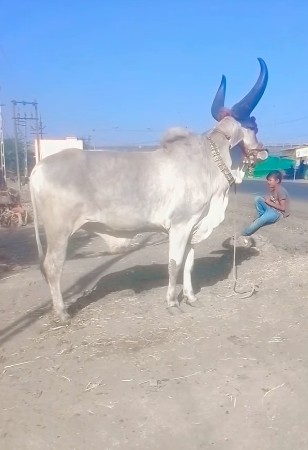 કેશોદ જુનાગઢ કેશોદ છાંડીગઢ ને પાટિ