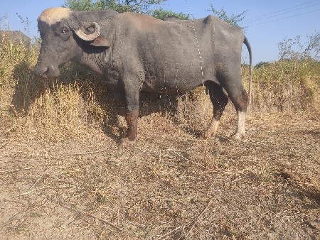 ભેંસ વેચવાની છે