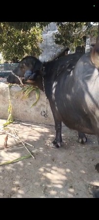 બીજુ વેતર ખડેલી વેચવાનું છે