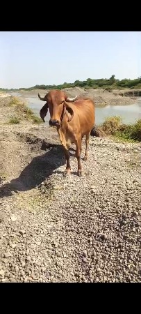 વોડકી વેસવાની છે