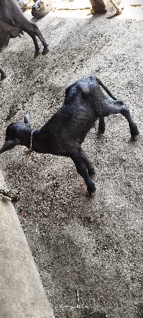 थंबनेल 3