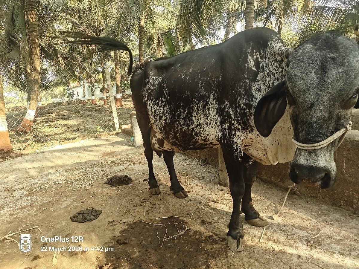 ગાય વેચવાની છે