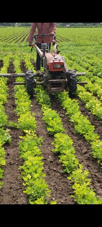 mitsubishi શિંગડા વાળું વેચવાનું છ