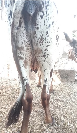 थंबनेल 2