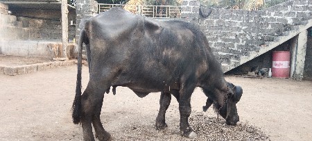 ભેંસ વેચવાની છે