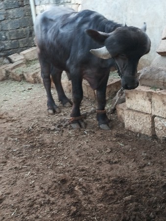 થંબનેલ 3