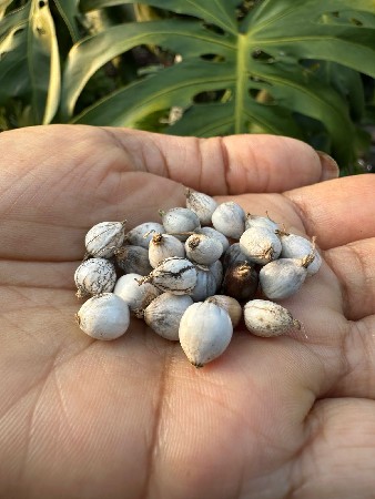 છોડ અથવા તો બી ખરીદવા