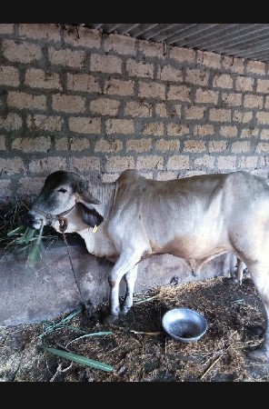 આ ગોદલો વેચવાનો છે