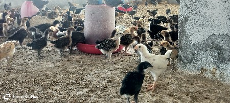 દેશી સોનાલી બચા આપવાના સે