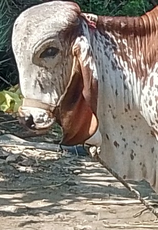 थंबनेल 3