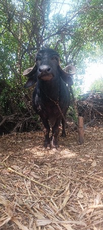ભેંસ વેચવાની છે