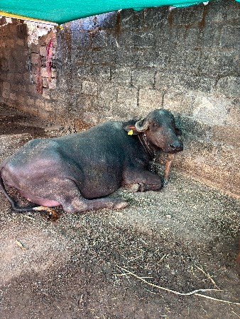 थंबनेल 2