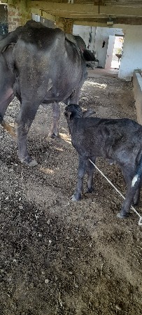 પેલા વેતર ખળેલી