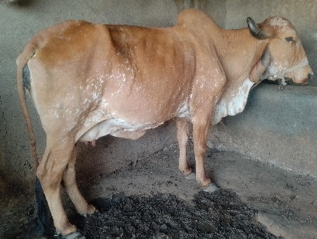 थंबनेल 2