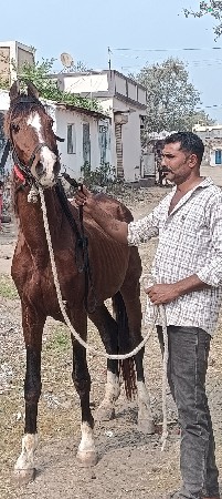 આ ધોડો વેસવાનો સે સાટા કરવાના સે
