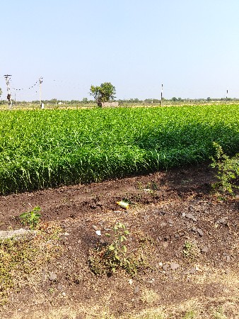 જુવાર લીલી અને સૂકી