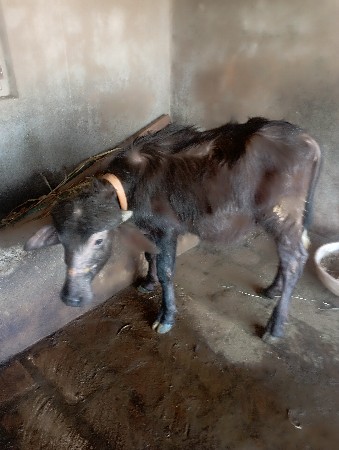 थंबनेल 3