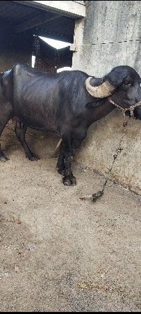 ભેંસ વેચવાની છે