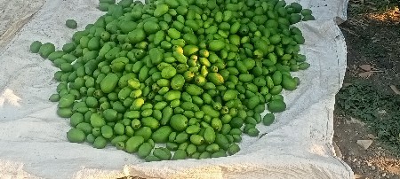 થંબનેલ 2