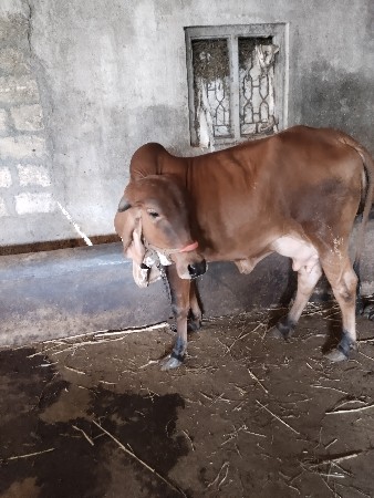 ગાય વેચવાની છે