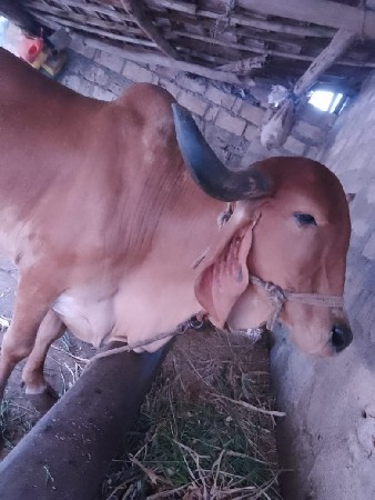 थंबनेल 3