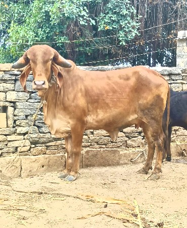 કપિલા હોડકી વેચવાની છે