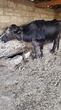 थंबनेल 3