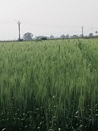 ભાઞમા જમીન