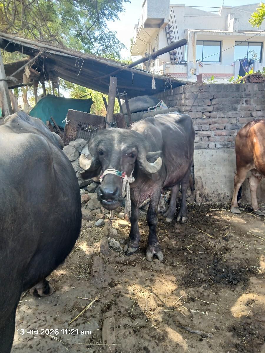 થંબનેલ 2